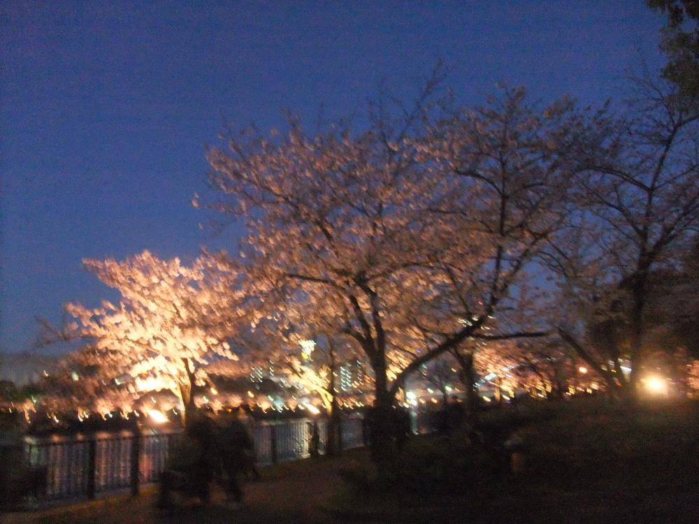 夜桜の写真