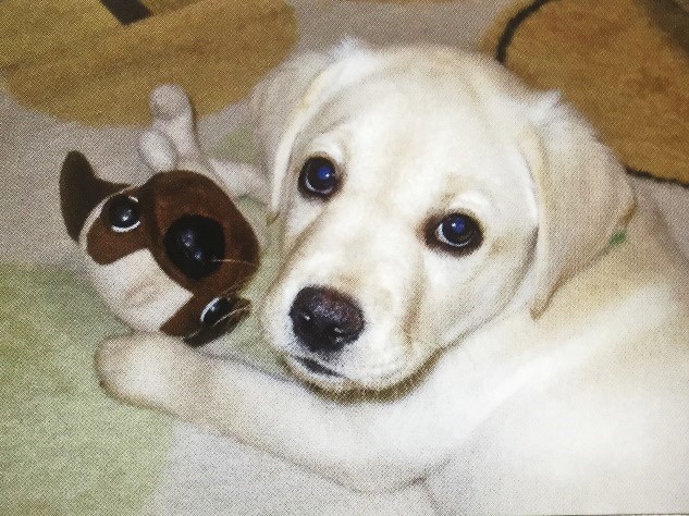 子犬の写真