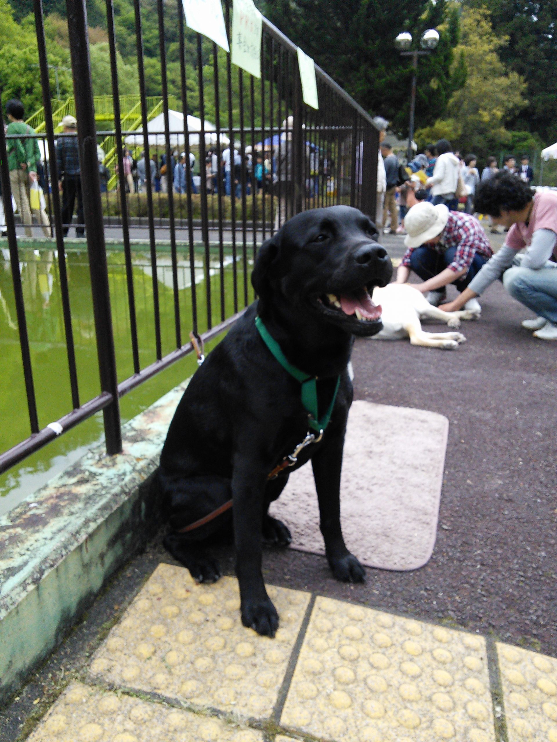 犬の写真