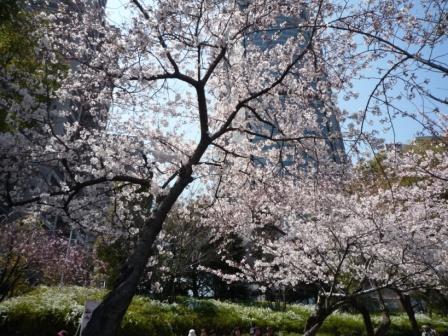 桜の写真