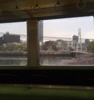 電車から撮った桜の写真